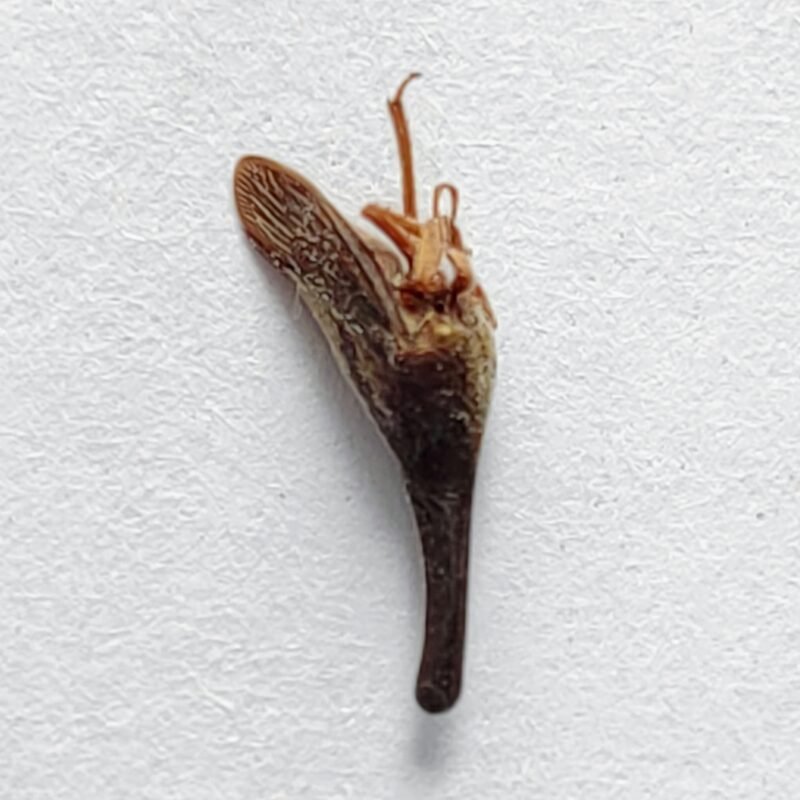 128 Membracidae