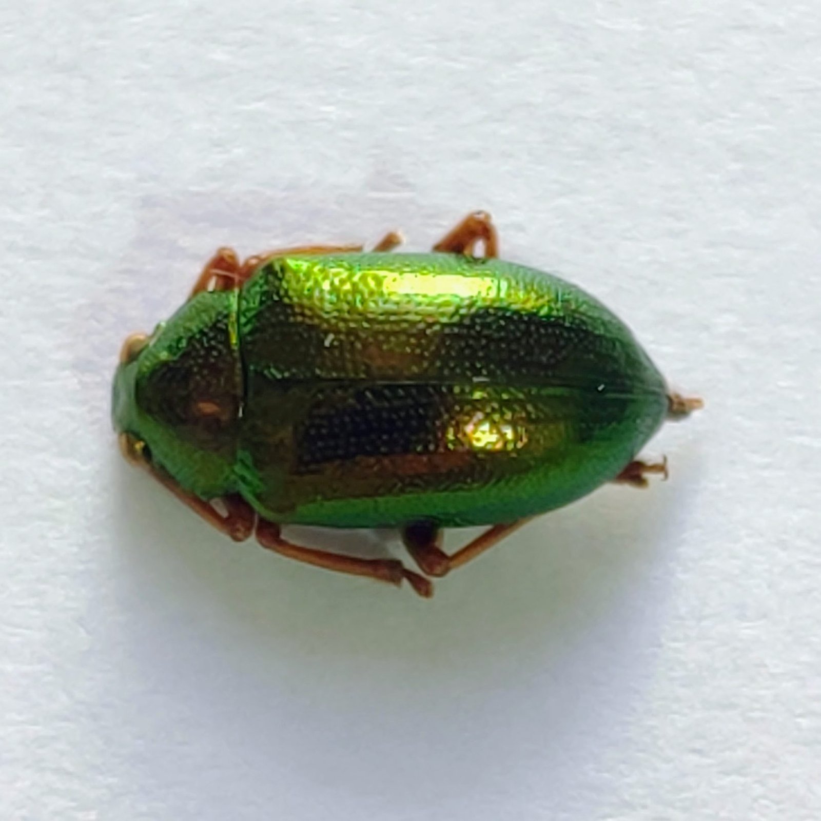 129 Chrysomelidae - Image 2