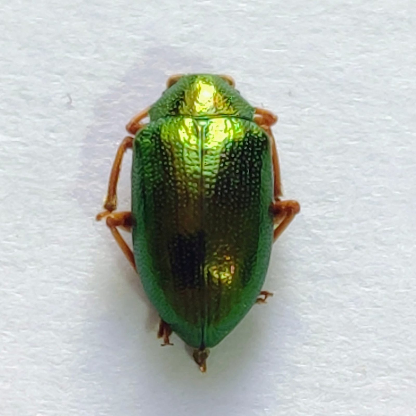129 Chrysomelidae - Image 3