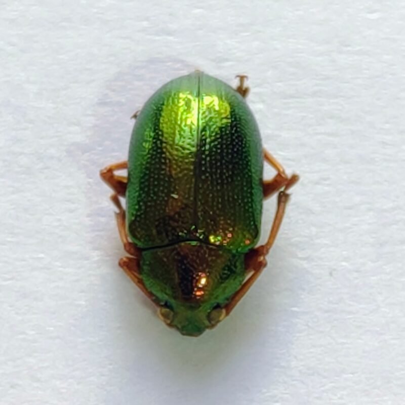 129 Chrysomelidae