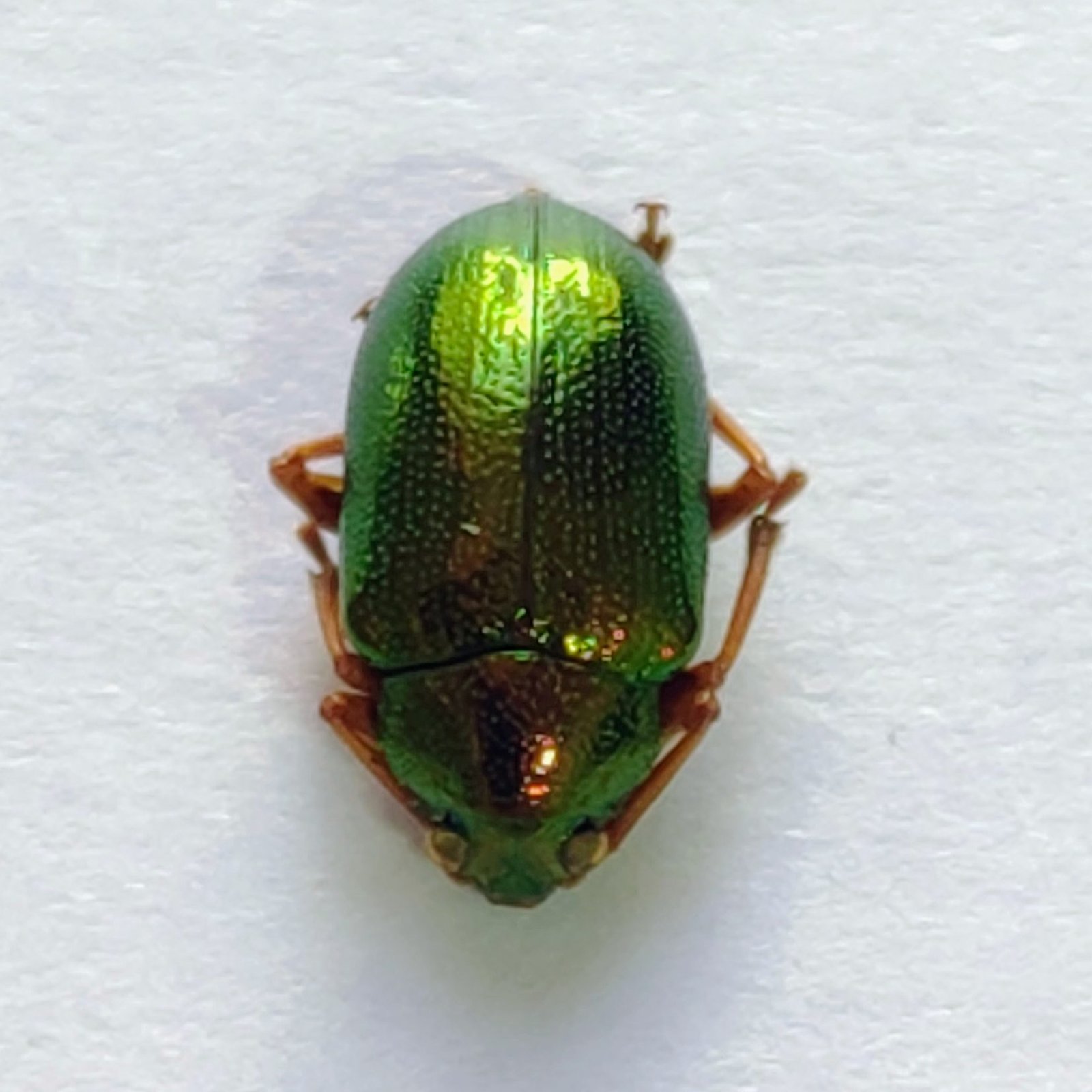 129 Chrysomelidae