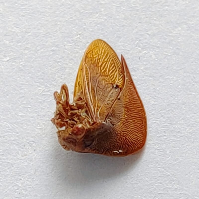 129 Membracidae