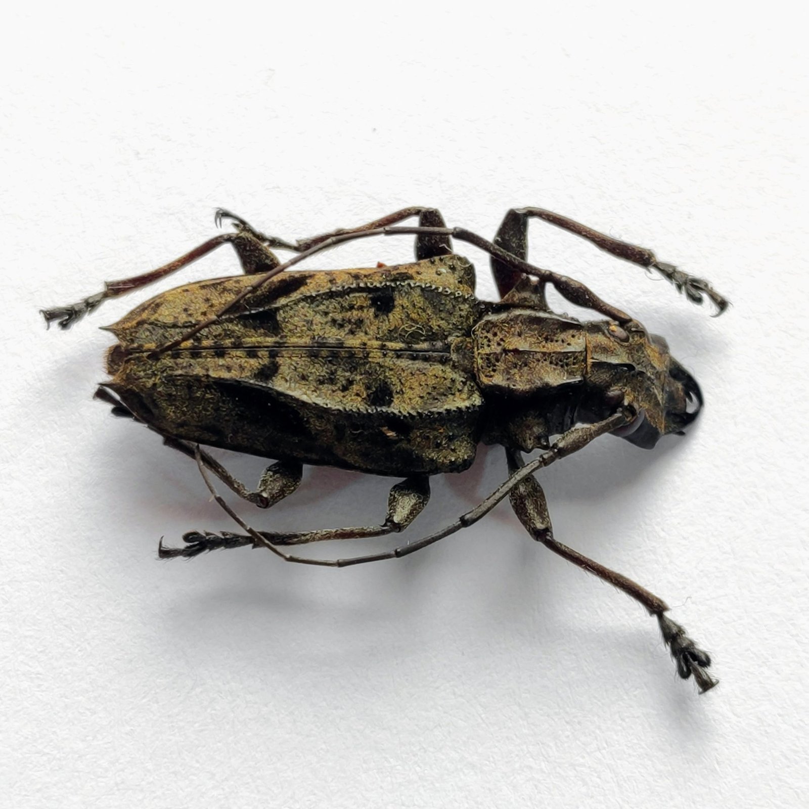 13 Cerambicidae - Image 2