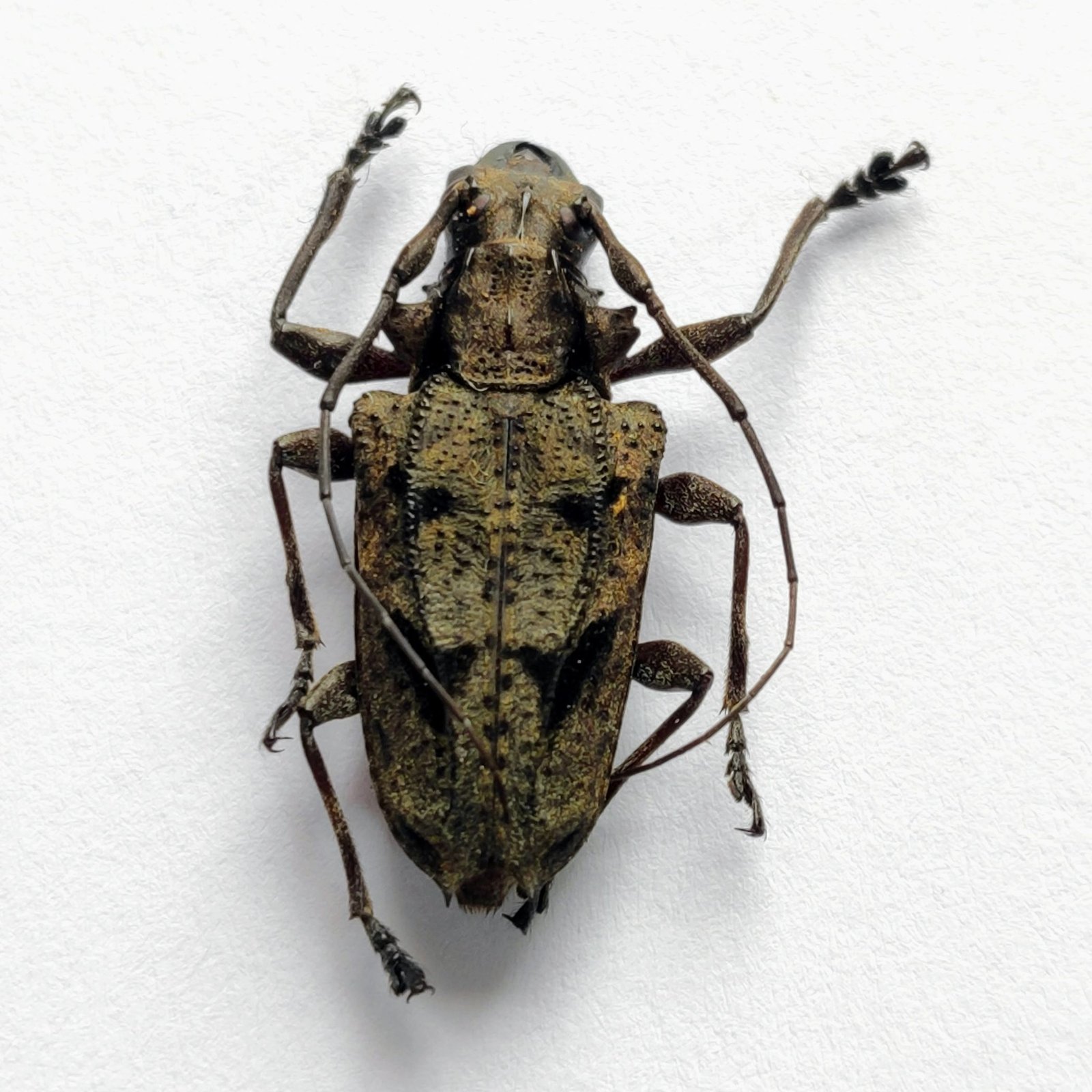 13 Cerambicidae - Image 3