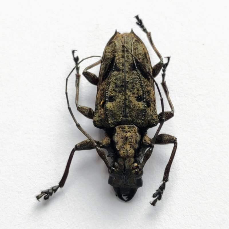 13 Cerambicidae