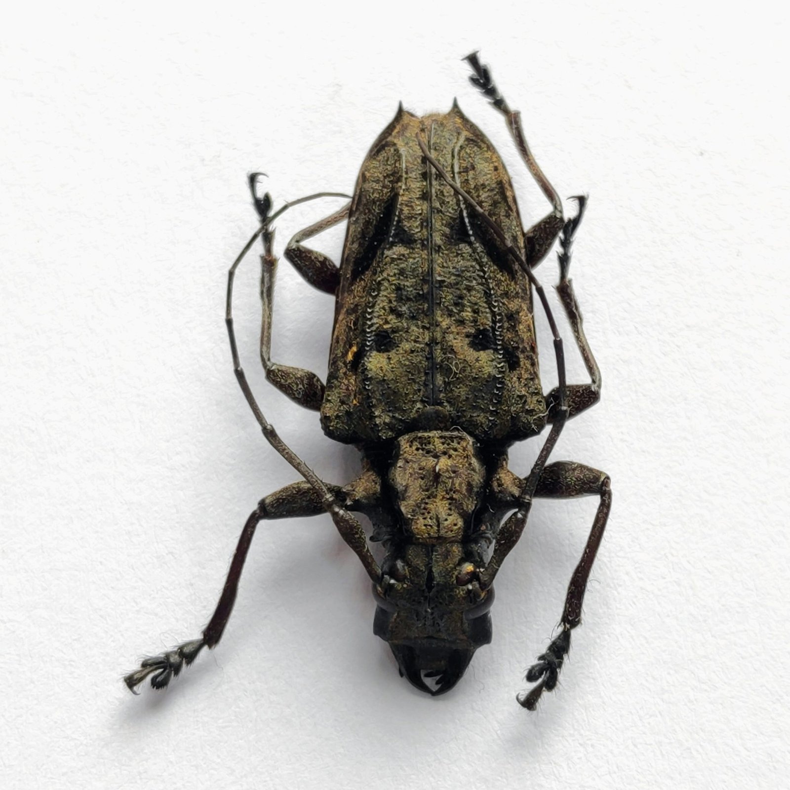 13 Cerambicidae