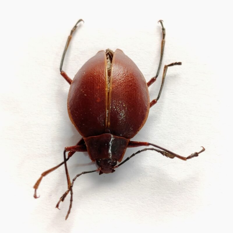 13 Chrysomelidae