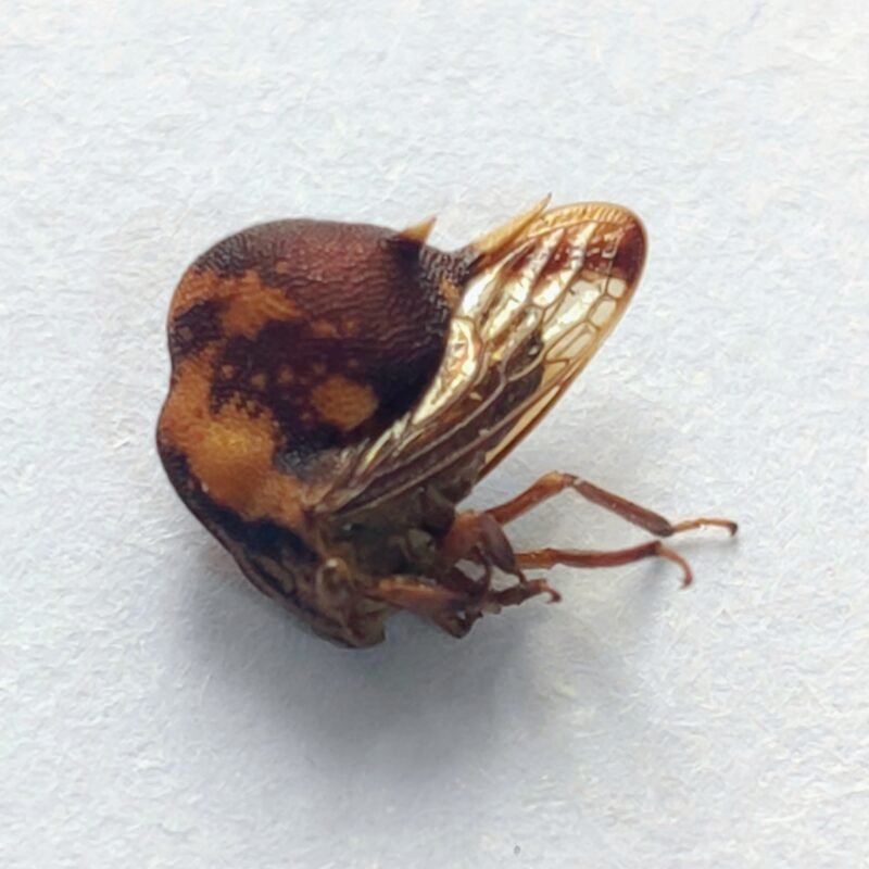 13 Membracidae