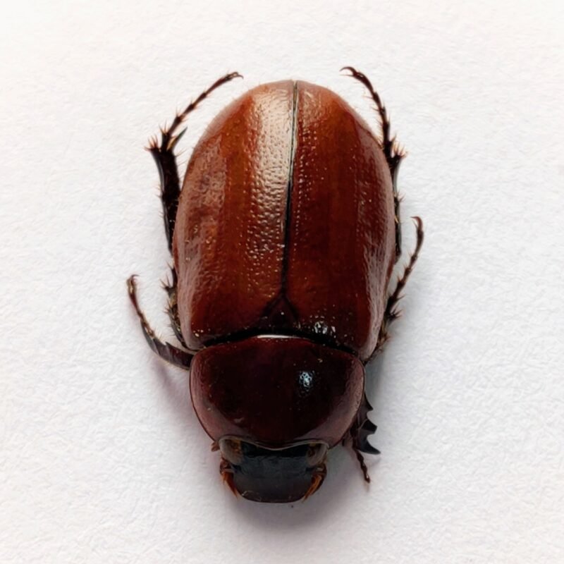 13 Scarabaeidae