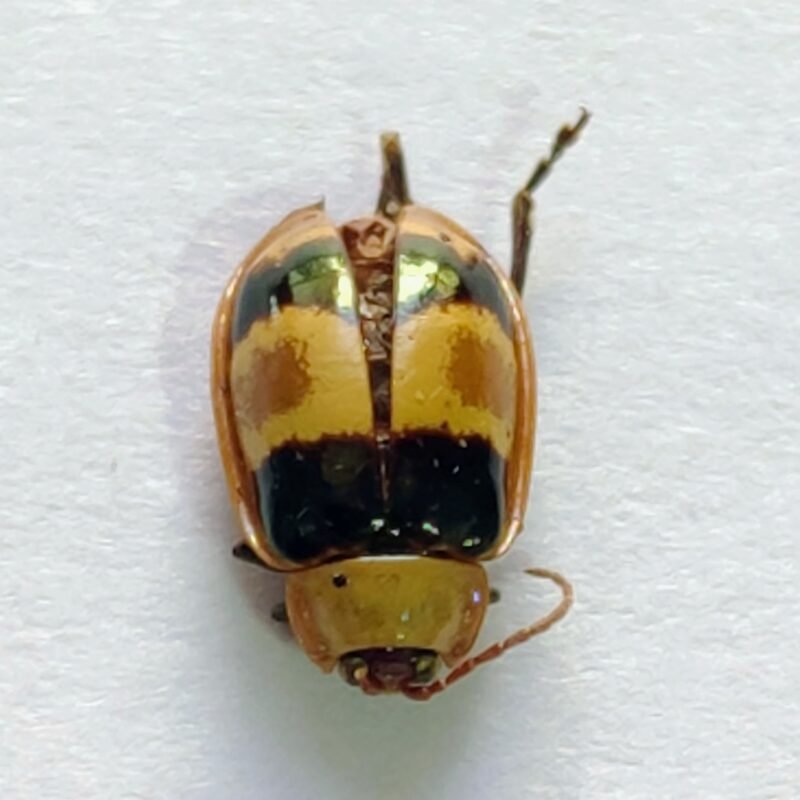 130 Chrysomelidae