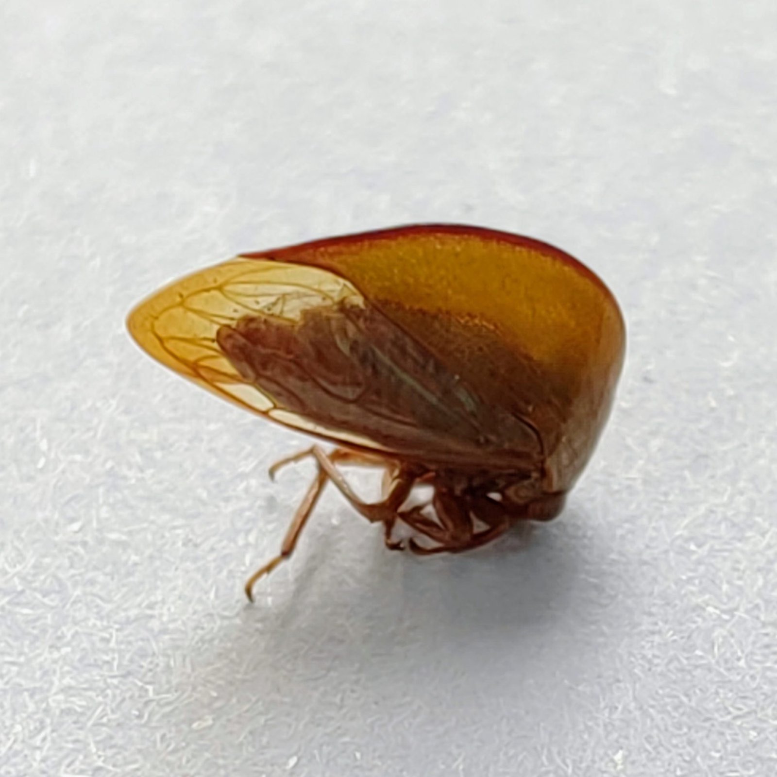 130 Membracidae - Image 2