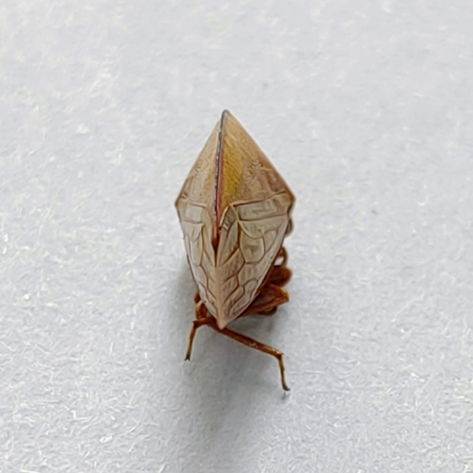 130 Membracidae - Image 3