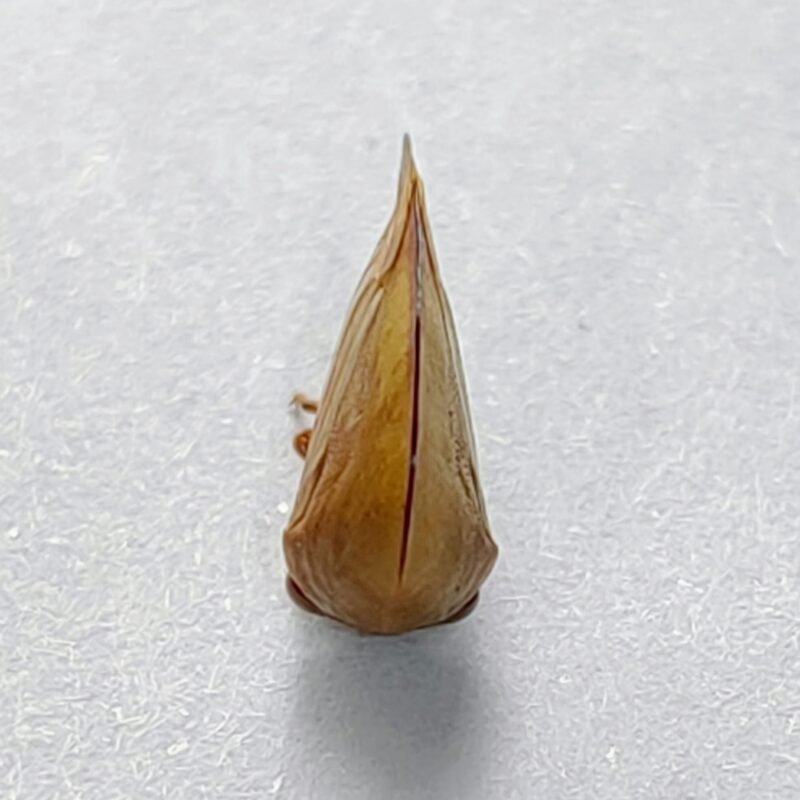 130 Membracidae