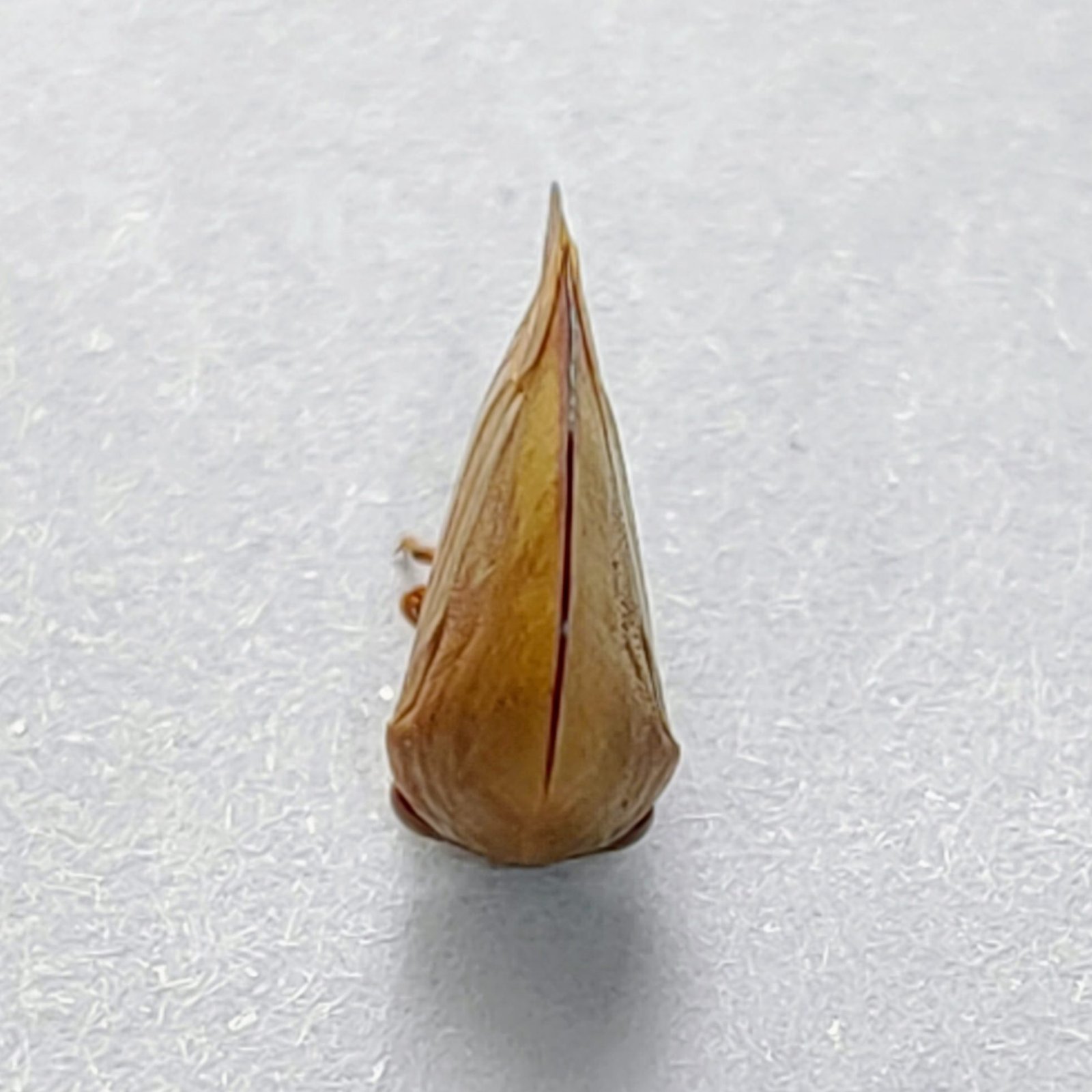 130 Membracidae