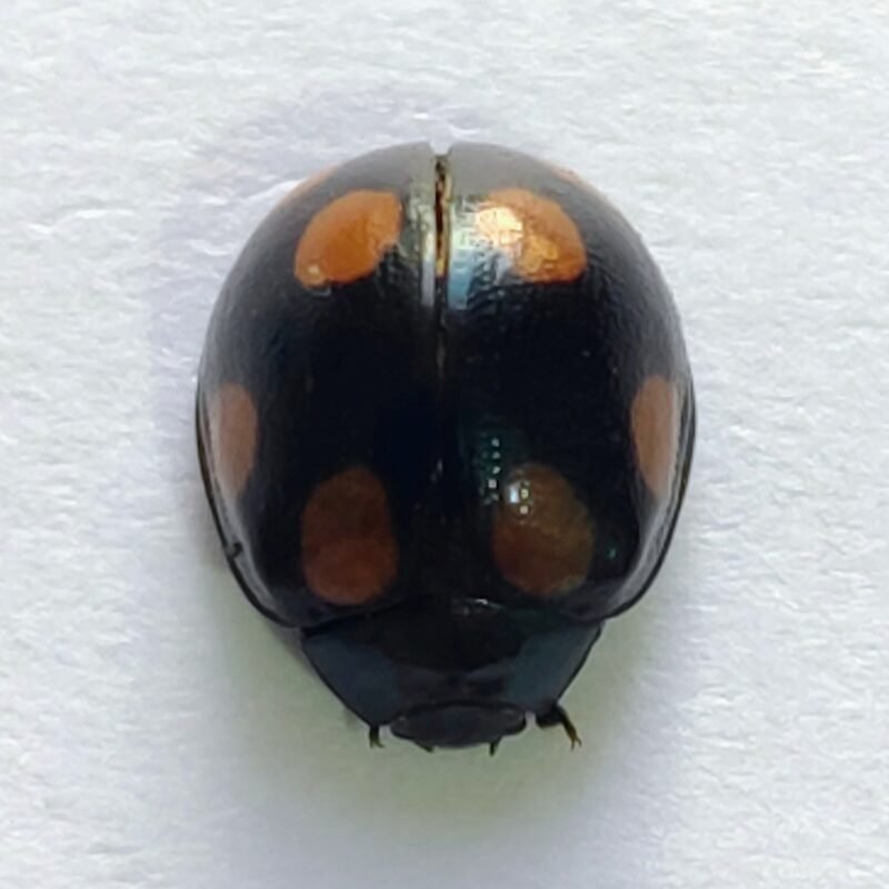 131 Chrysomelidae