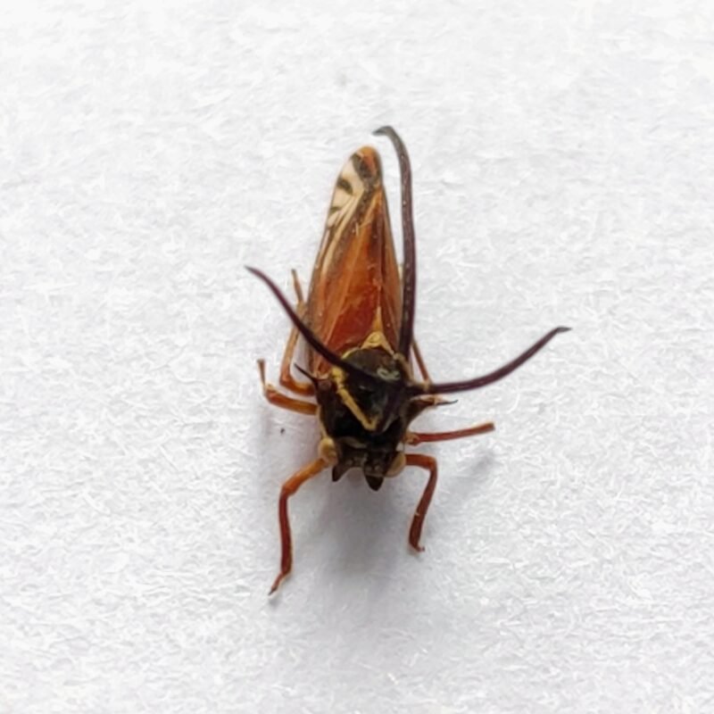 131 Membracidae