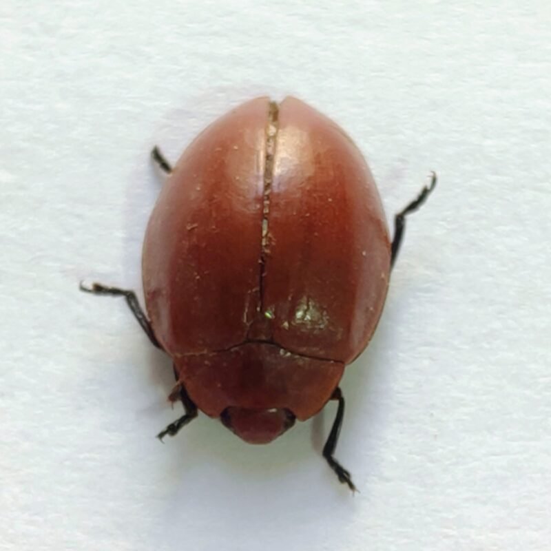 132 Chrysomelidae