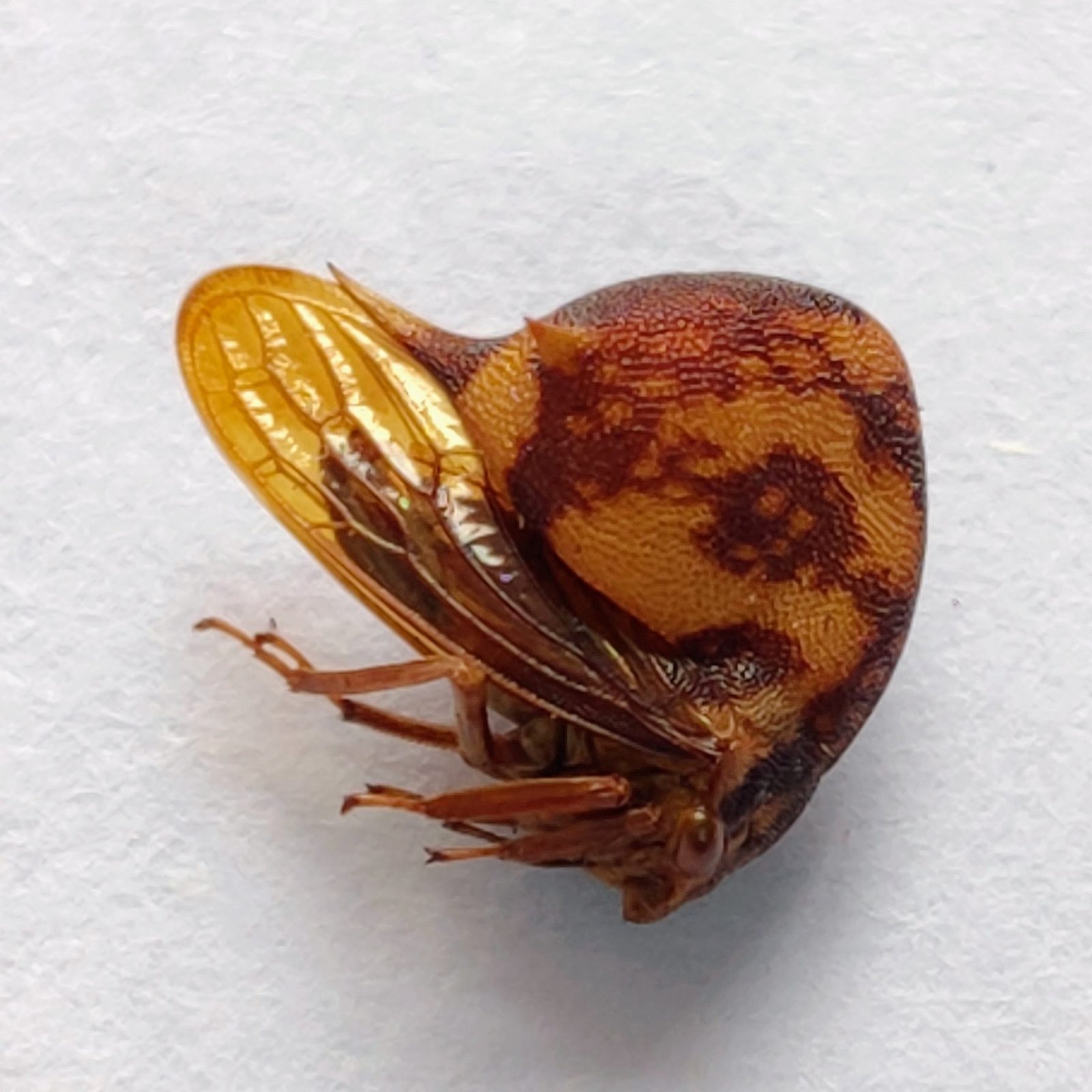 132 Membracidae - Image 2