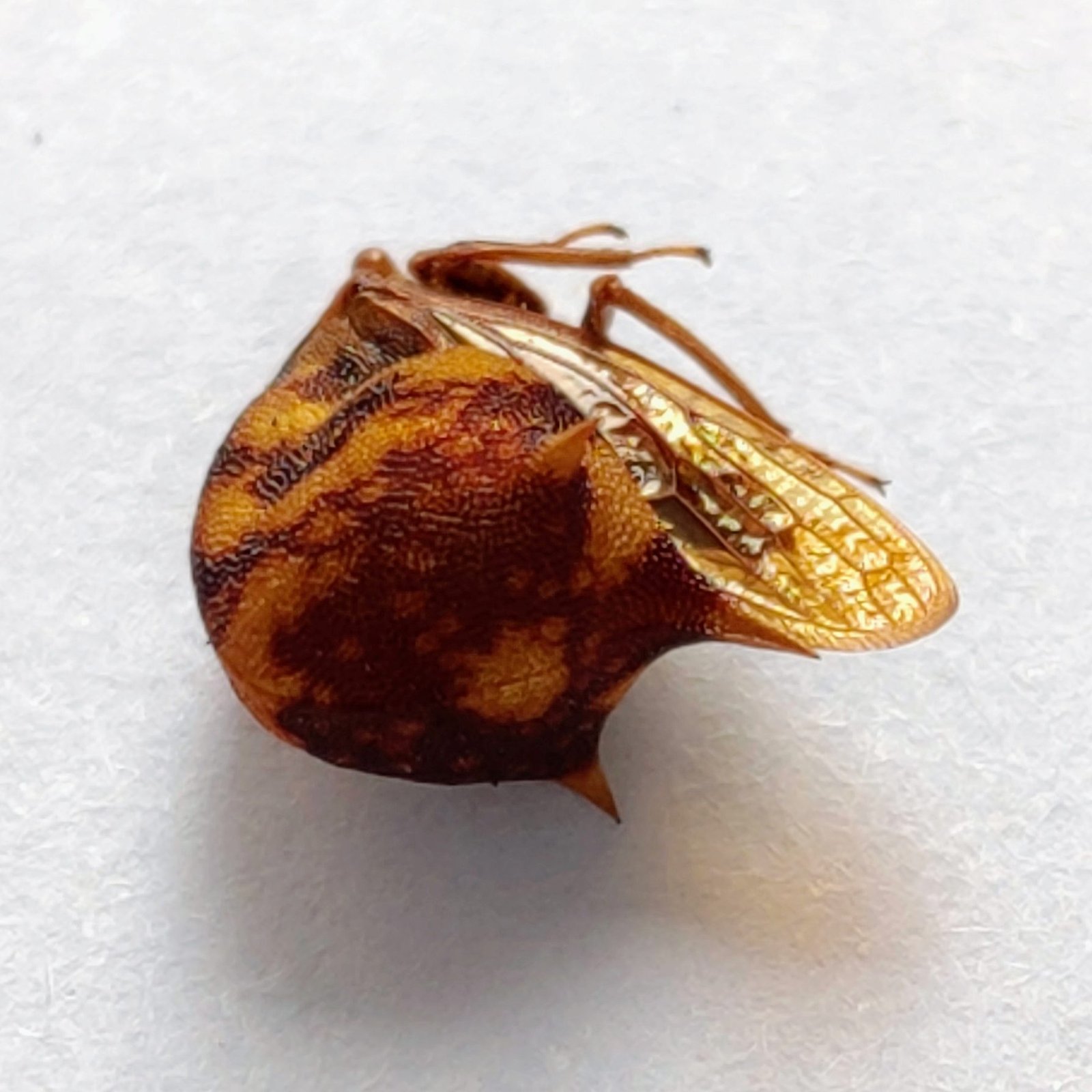132 Membracidae - Image 3