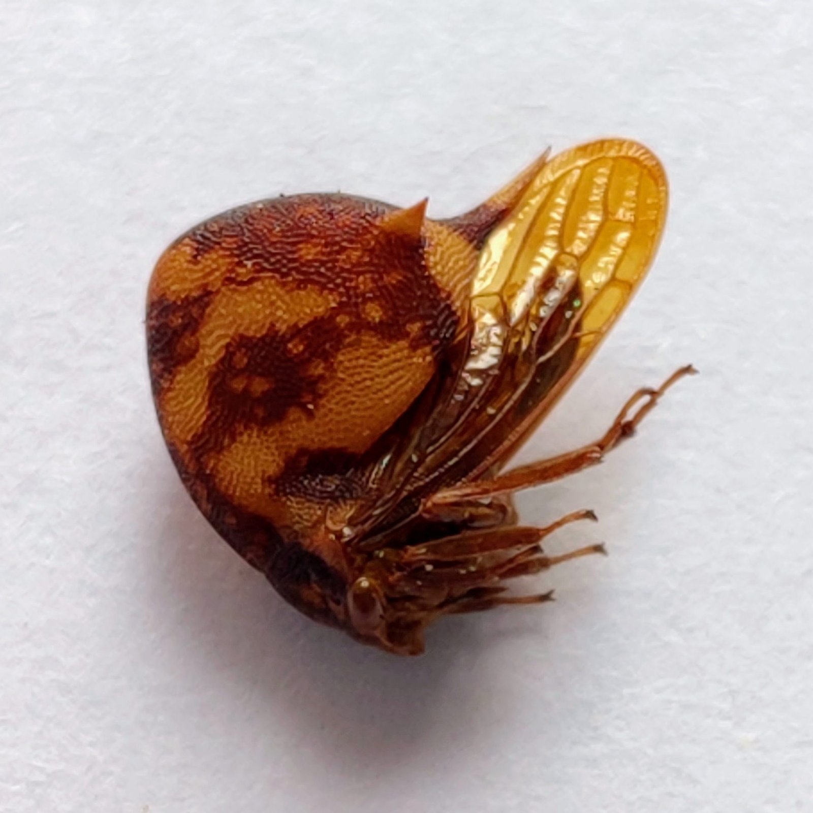 132 Membracidae