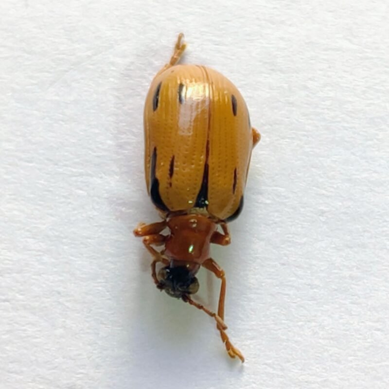 133 Chrysomelidae