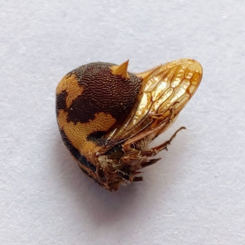 133 Membracidae