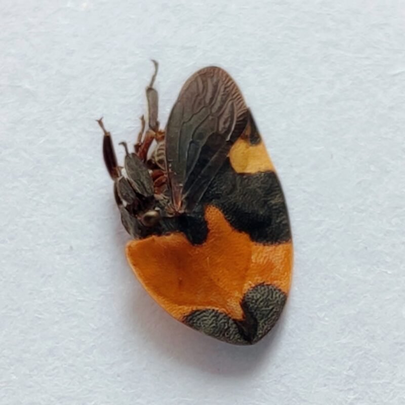 134 Membracidae