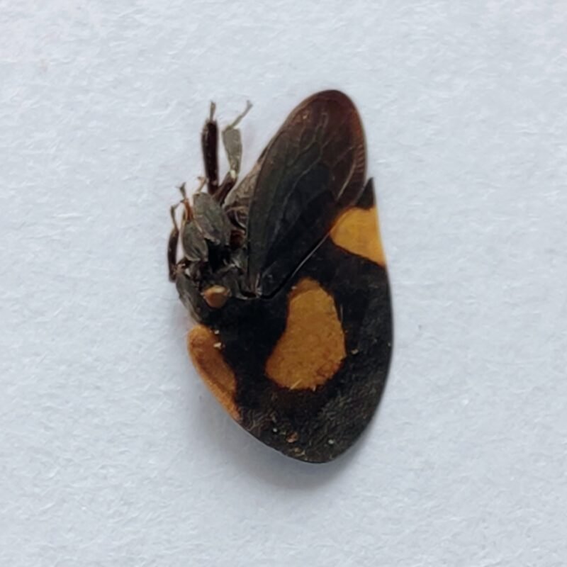 135 Membracidae