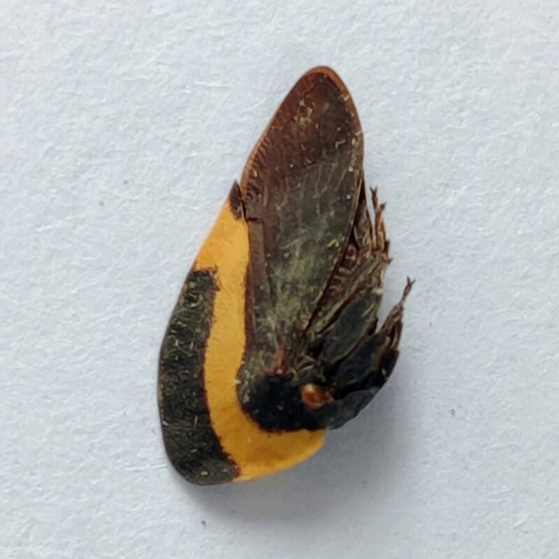136 Membracidae