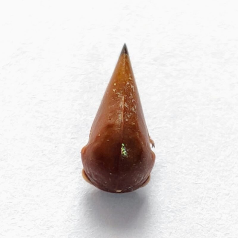 137 Membracidae