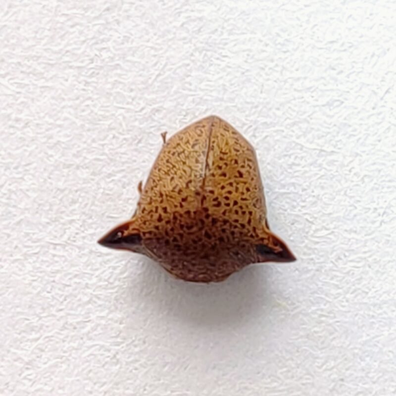 138 Membracidae