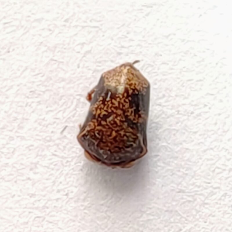 139 Membracidae