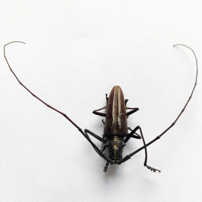 14 Cerambicidae
