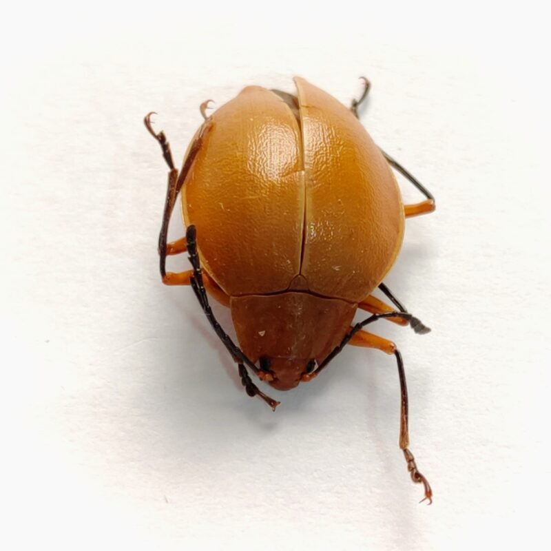 14 Chrysomelidae