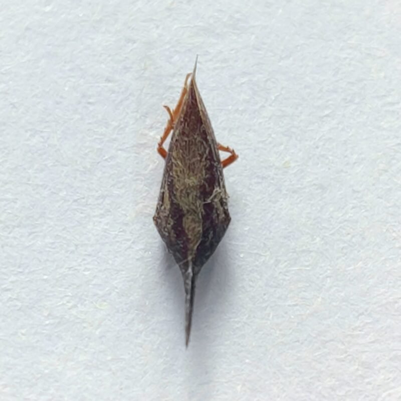 14 Membracidae