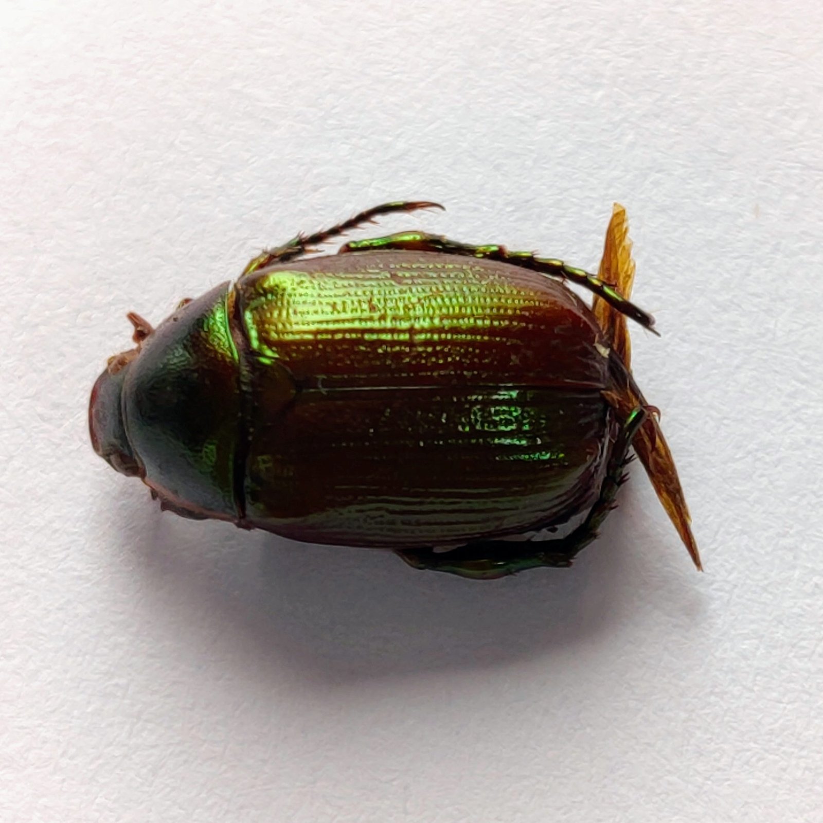 14 Scarabaeidae - Image 2