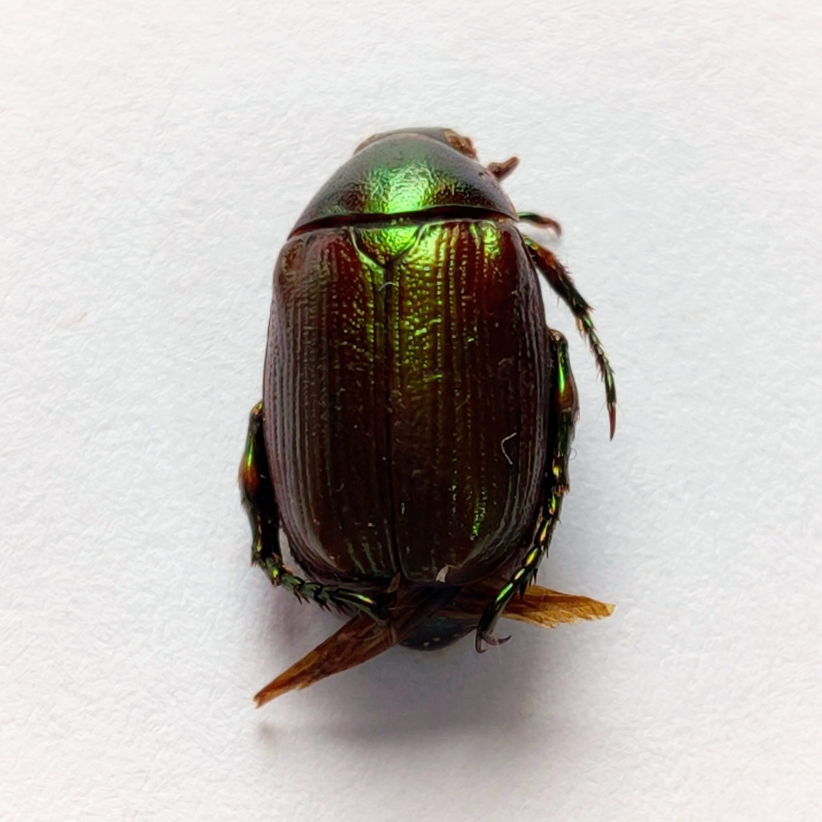 14 Scarabaeidae - Image 3