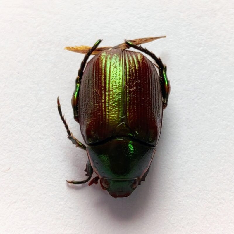 14 Scarabaeidae