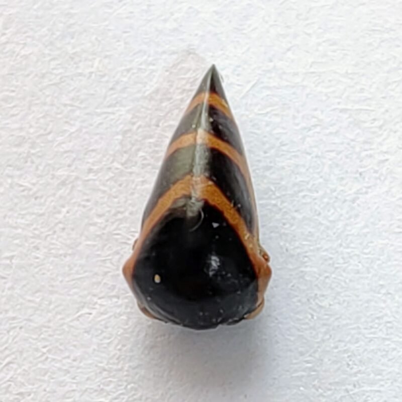 140 Membracidae