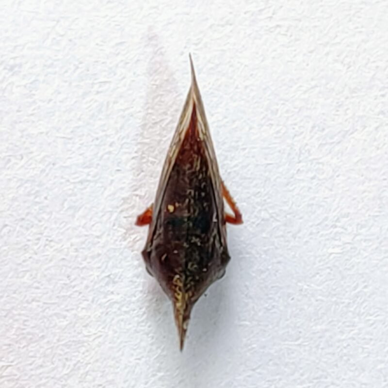 141 Membracidae
