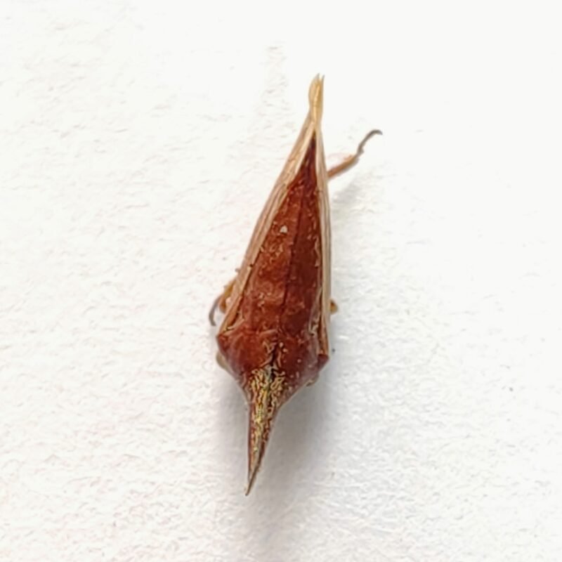 142 Membracidae