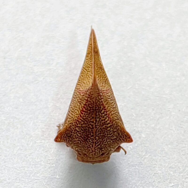 143 Membracidae