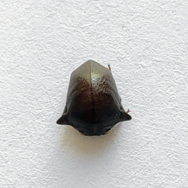 144 Membracidae