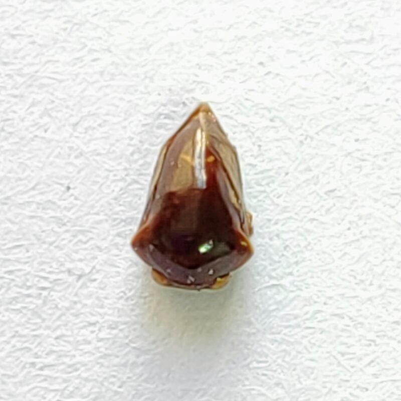 145 Membracidae