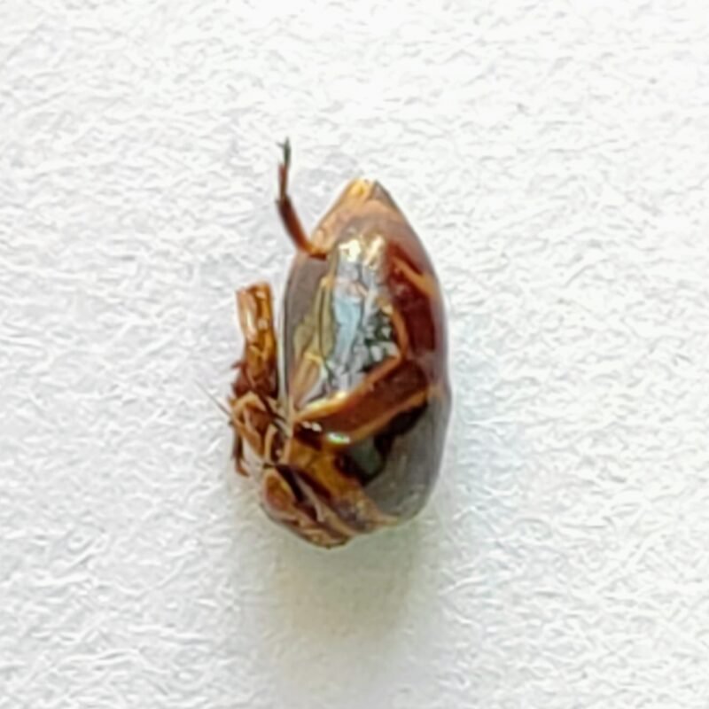 146 Membracidae