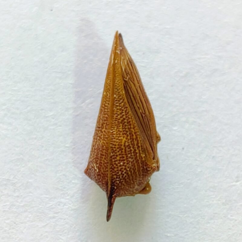 147 Membracidae