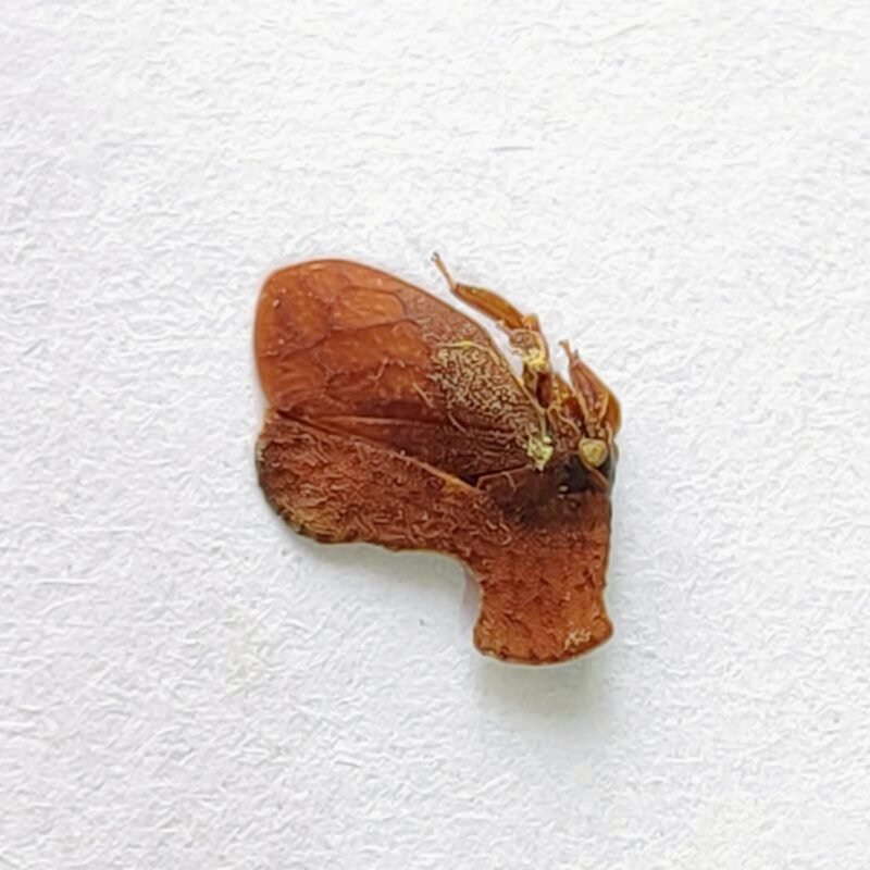148 Membracidae