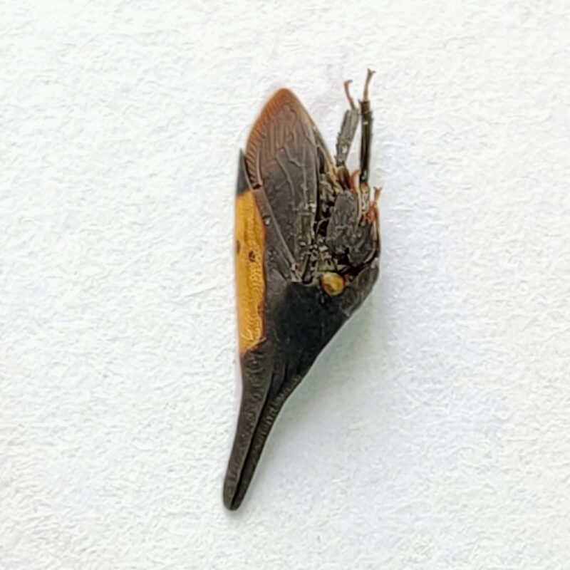 149 Membracidae