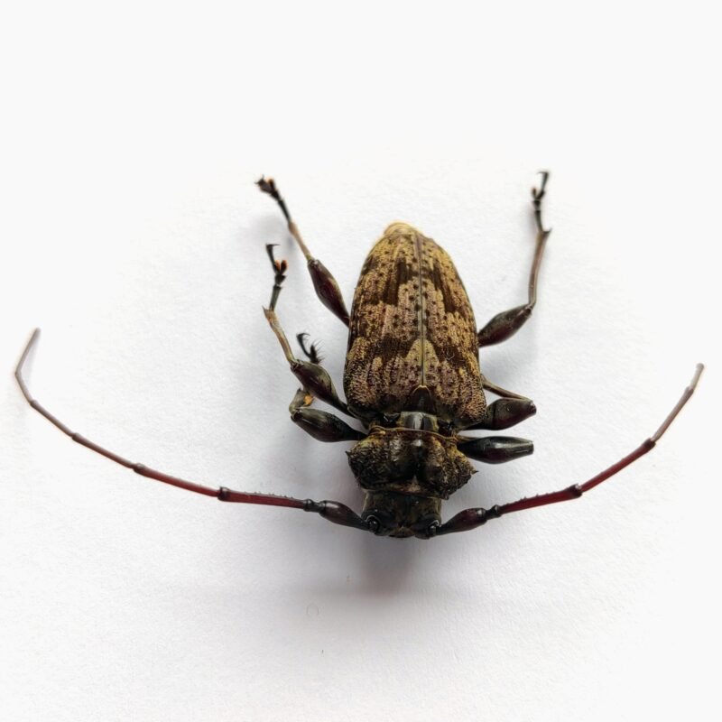 15 Cerambicidae