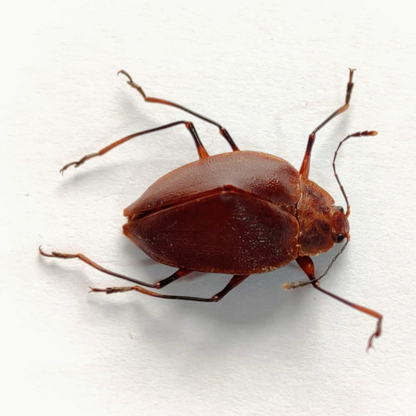 15 Chrysomelidae - Image 2
